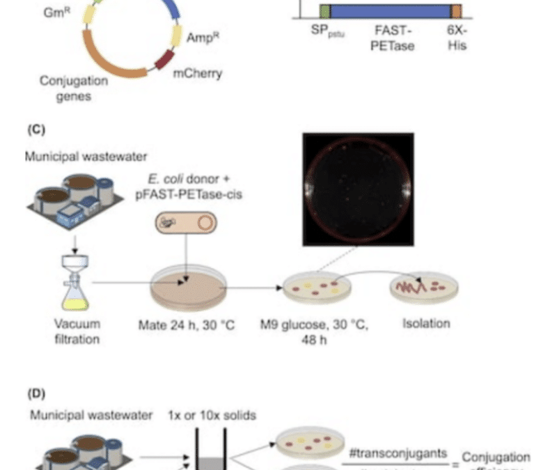 Scientists Engineer Bacteria to Break Down Microplastics Found in Wastewater